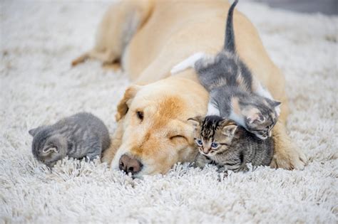 Photos That Prove Cats and Dogs Can Be Friends | Reader's Digest