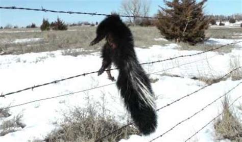 Do Skunks Climb Fences? All You Need To Know