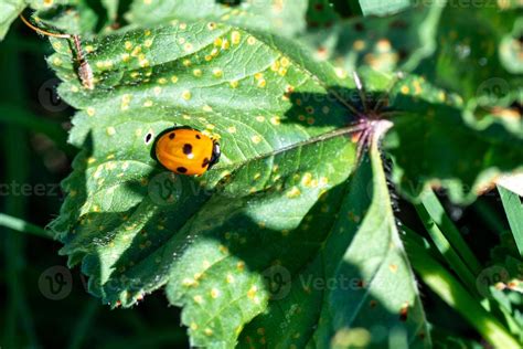 the orange ladybug 2689619 Stock Photo at Vecteezy