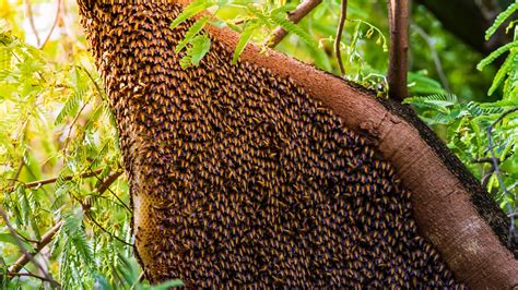 Honey Bee Nest: Identification and How to Get Rid of It - A-Z Animals