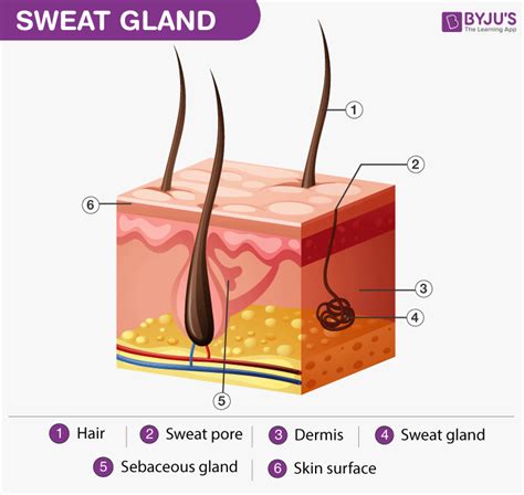 Sudoriferous Gland Diagram