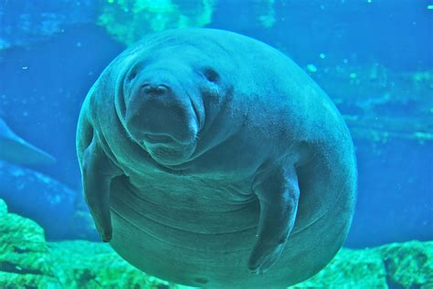 File:Manatee at Sea World Orlando Mar 10.JPG - Wikipedia