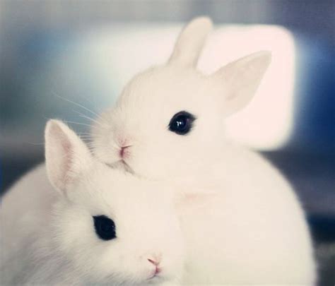 Puppy love, or should we say... BUNNY LOVE!! #rabbit #rabbits # ...