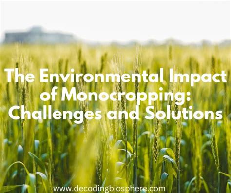 The Environmental Impact of Monocropping: Challenges and Solutions ...