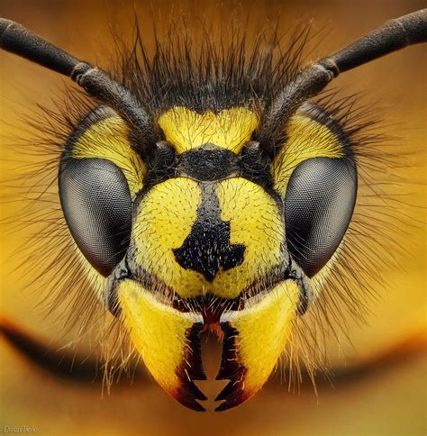 Amazing Macro Insect Photography by Dusan Beno Photos – 035 | Scopecube