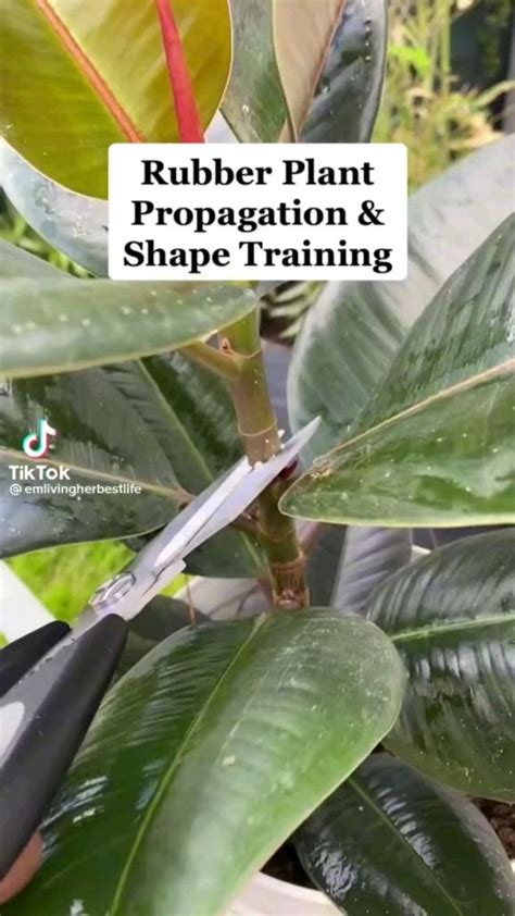 Rubber plant propagation & shape training in 2024 | Propagating plants ...