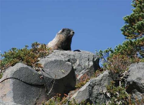 Hoary marmot | Britannica.com