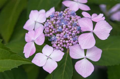 Lacecap Hydrangea Plant: Care and Growing Guide