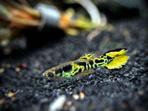 Yellow Tiger Endler's Livebearer (Poecilia wingei), TANK-BRED ...