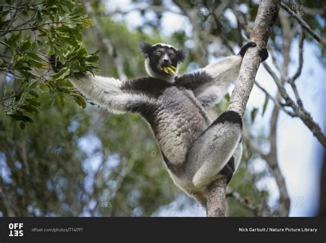 Adult Indri (Indri indri) feeding in rainforest canopy. Andasibe ...