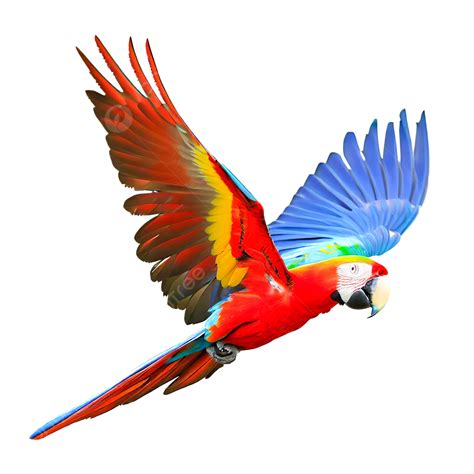 Isolated Scarlet Macaw Parrot Flying On Transparent, Parrot, Bird ...