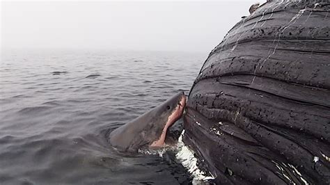 Watch: Great White Shark Feasts on Dead Whale