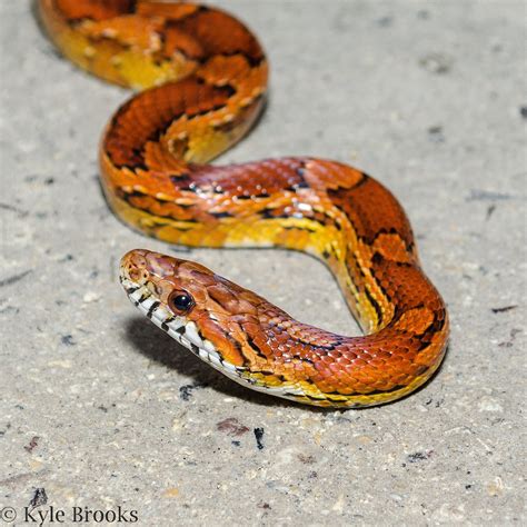 On the Subject of Nature: An Exciting Snake on an Exciting Road