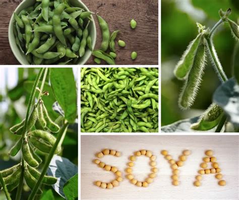 Soybean Health Benefits: Protein-Rich Foods, Uses, and Side Effec