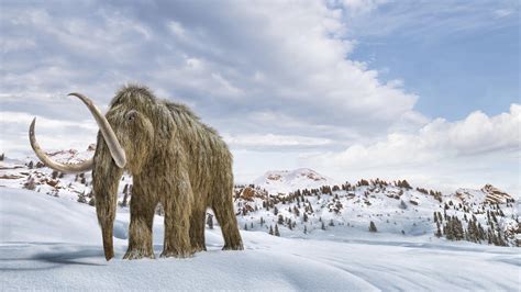 Scientists Say They Could Bring Back Woolly Mammoths. But Maybe They ...