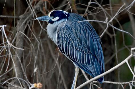 Yellow-Crowned Night Heron