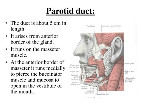 Parotid Duct