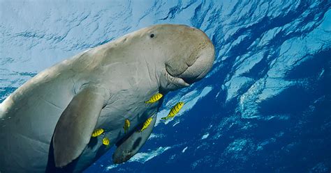 Caribbean Manatee Encounters | TropixTraveler