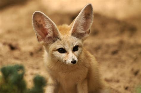 Fennec (Vulpes zerda) - ZooChat