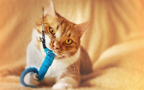 Les jouets pour chats : utiles pour leur équilibre ! - Les échos du web