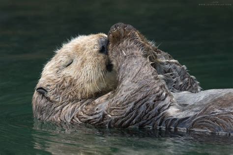 Sleeping Sea Otter by Jess Findlay - Photo 119767889 / 500px | Sea ...