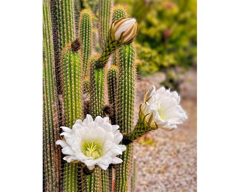 Desert Photography, Flowering Cactus White Cactus Flowers, Desert Decor ...