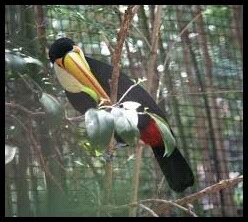 Can any one tell me the adaptation of Toucan - Science - Weather ...