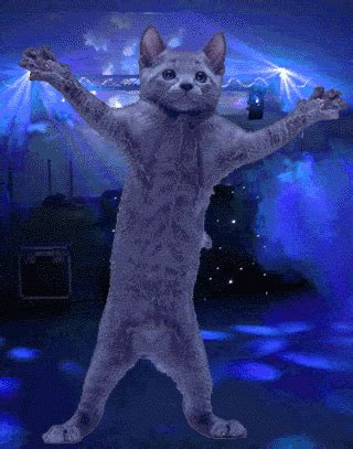 thghgh | Imagenes de animales graciosas, Meme gato, Gatos bailando