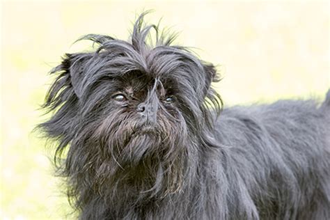 What Size Dog Is A Affenpinscher