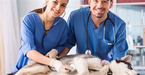 How To Choose The Best Veterinarian For Your Dogs - Doglopedix