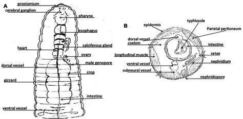 Earthworm Internal Anatomy