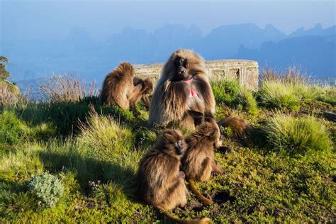 Wildlife of Ethiopia - ethiopia wildlife, ethiopia animal and plants