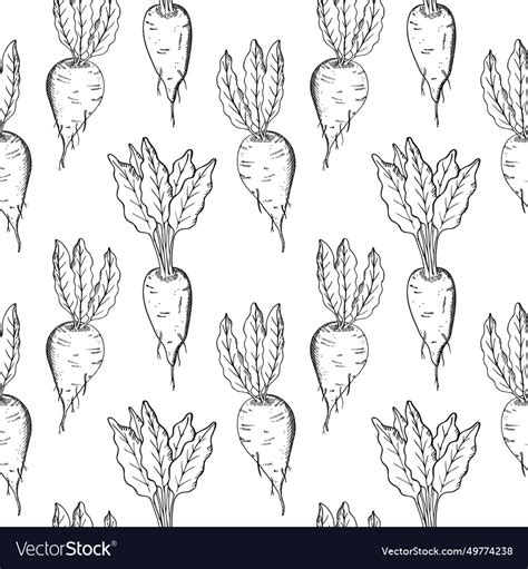 Sugar beet seamless pattern hand drawn Royalty Free Vector