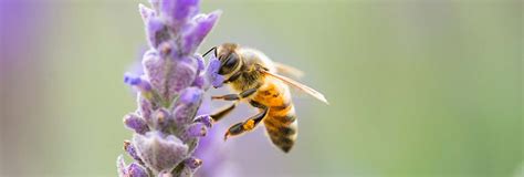 Bee Attracting Plants – Redland Farms Inc.