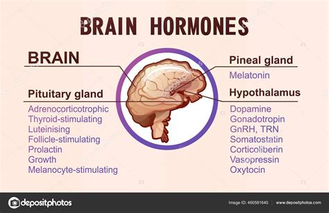 Human brain hormones information poster Stock Vector by ©marrishuannna ...