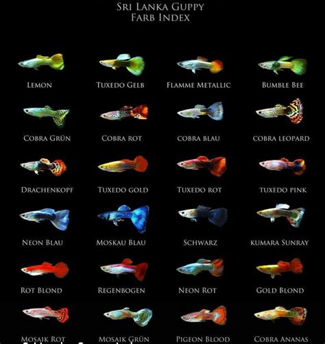 Inspirasi Terkini Types Of Guppies Fish