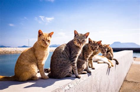 Best Time to See Aoshima (Cat Island) in Japan 2019 - Rove.me