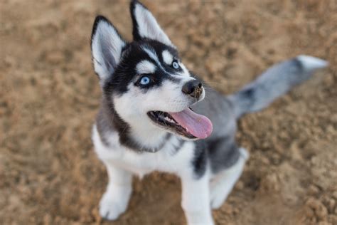 Photo Of Siberian Husky Puppy · Free Stock Photo