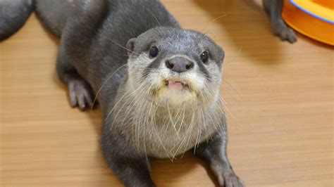 Ban on endangered otter trade to take effect amid pet boom in Japan