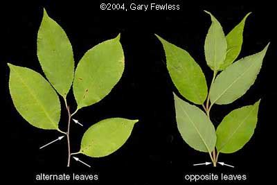 Vascular Plants of Wisconsin: alternate and opposite leaves.