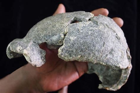 Homo erectus used two different kinds of stone tools | New Scientist