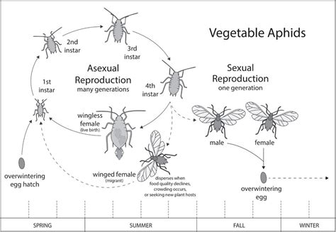 Aphids Life Cycle