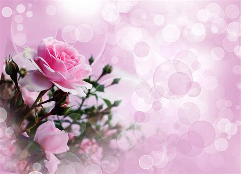 Pink Rose Pictures Free Download