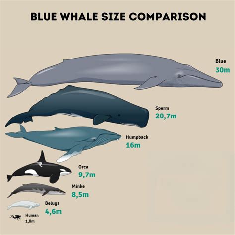 Blue Whale Size Comparison: Discover How Big They Really Are – Ocean ...