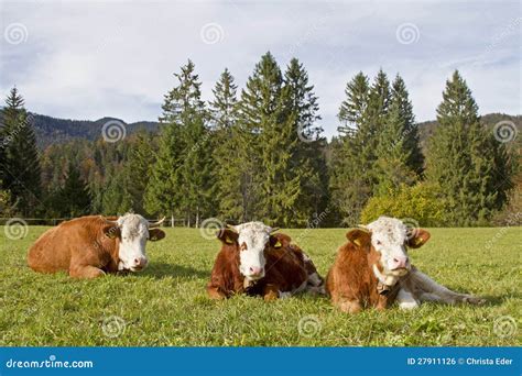 Simmental Cattle Royalty Free Stock Image - Image: 27911126