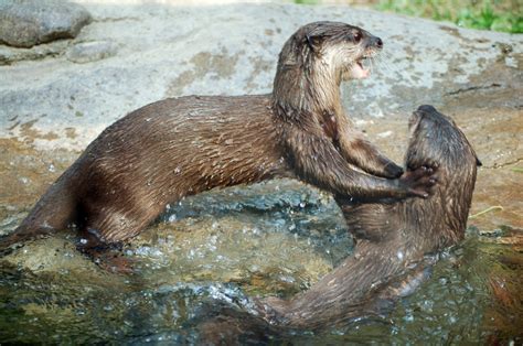 Otters at Play by anotherfirename on DeviantArt