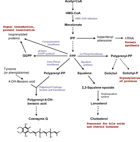 Figure 1 from Coenzyme Q--biosynthesis and functions. | Semantic Scholar