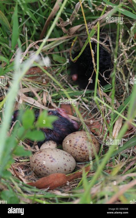 Pukeko eggs hi-res stock photography and images - Alamy