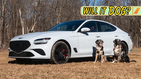 Is the 2023 Genesis G70 a Good Car for Dog Owners? | The Drive