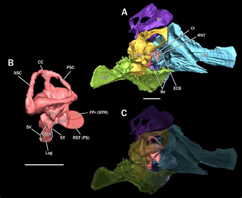 10. Anatomy of the otic capsule of crocodylians. A, oblique ...